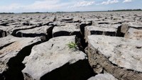 Rerumputan tumbuh di Danau Zicksee yang hampir kering, dekat Sankt Andrae, saat gelombang panas lain melanda sebagian Austria, 12 Agustus 2022. (Leonhard Foeger/Reuters).
