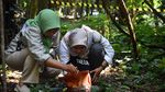 Momen Langka, Bunga Rafflesia Arnoldii Mekar di Kebun Raya Bogor
