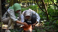 Periset dan kurator koleksi bunga Rafflesia Sofi Mursidawati (kiri) bersama asistennya memeriksa bunga Rafflesia Arnoldii yang mekar di kawasan Kebun Raya Bogor, Jawa Barat, Rabu (14/9/2022).
