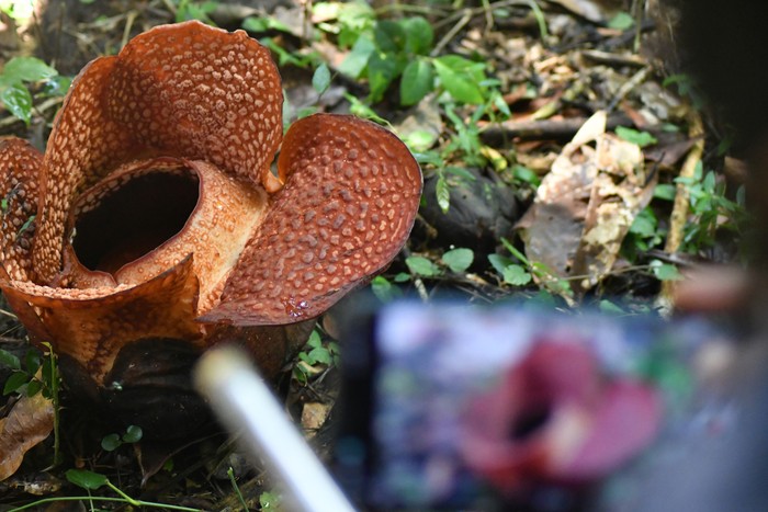 BUNGA RAFFLESIA ARNOLDII MEKAR DI KEBUN RAYA BOGOR Warga memotret bunga Rafflesia Arnoldii yang mekar di kawasan Kebun Raya Bogor, Jawa Barat, Rabu (14/9/2022). Bunga Rafflesia Arnoldii atau dikenal dengan sebutan padma raksasa tersebut memiliki diameter30 cm dan jenis bunga tersebut ditetapkan sebagai Puspa Langka Nasional yang dilindungi dan terancam punah. ANTARA FOTO/Arif Firmansyah/YU