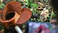 Bunga Rafflesia Arnoldii atau dikenal dengan sebutan padma raksasa tersebut memiliki diameter 30 cm dengan 5 kelopak bunga. 