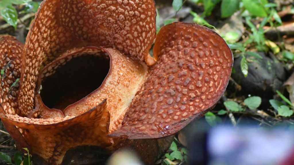 Momen Langka, Bunga Rafflesia Arnoldii Mekar di Kebun Raya Bogor