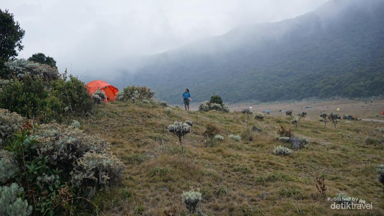 Indahnya Pagi di Alun alun Surya Kencana Gunung Gede Kabut tipis masih menghiasi Surken udara terasa dingin