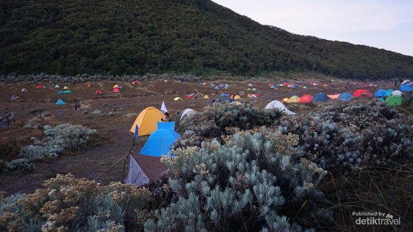 Indahnya Pagi di Alun-alun Surya Kencana Gunung Gede