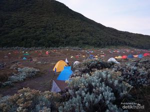 Indahnya Pagi di Alun-alun Surya Kencana Gunung Gede