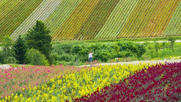 Taman bunga Oka di Hokkaido menampilkan lanskap bunga warna-warni saat musim panas.