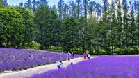 Bukit Tomita di Hokkaido juga menawarkan kebun lavender dengan warna ungu yang khas.