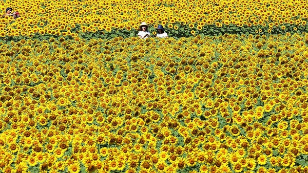Di kawasan Sera, Jepang, terdapat ladang kebun yang dipenuhi dengan bunga matahari. Lanskapnya bikin hati adem banget.