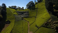 Kebun teh Moriuchi di Shizuoka, terlihat sangat indah. Shizuoka dikenal secara internasional sebagai salah satu produksi teh hijau terbaik di Jepang.