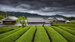 8 Lanskap Perkebunan Jepang yang Bikin Hati Adem