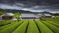 Di Pulau Honshu, ladang teh dibuat dengan bentuk yang unik. Panoramanya semakin dilihat semakin menyejukkan hati.