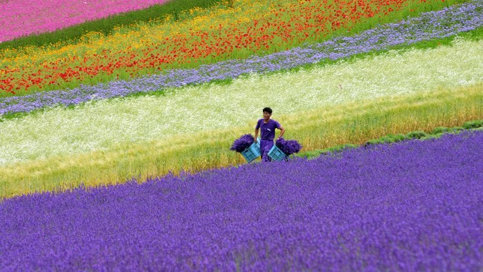 Lanskap Perkebunan Jepang yang Bikin Hati Adem Selain tradisi budaya dan destinasi wisata paling populer, Jepang juga memiliki pertanian yang keren abis.