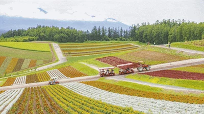 8 Lanskap Perkebunan Jepang yang Bikin Hati Adem