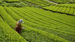 8 Lanskap Perkebunan Jepang yang Bikin Hati Adem
