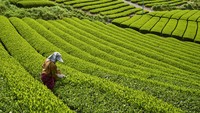 Pertama ada perkebunan teh dengan pola terasering di Honshu, Shizuoka. Pemandangannya keren banget.