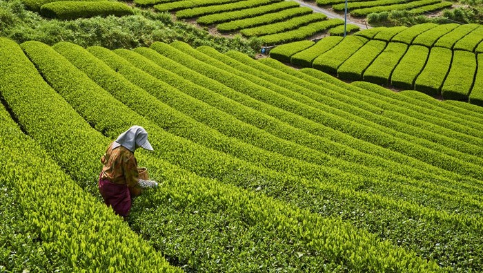 Lanskap Perkebunan Jepang yang Bikin Hati Adem Selain tradisi budaya dan destinasi wisata paling populer, Jepang juga memiliki pertanian yang keren abis.