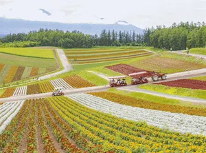 8 Lanskap Perkebunan Jepang yang Bikin Hati Adem