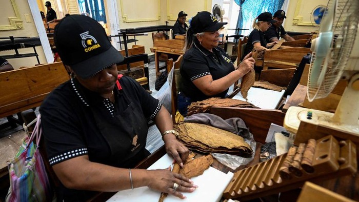 Cerutu Mengintip Pembuatan Cerutu Paling Terkenal di Kuba