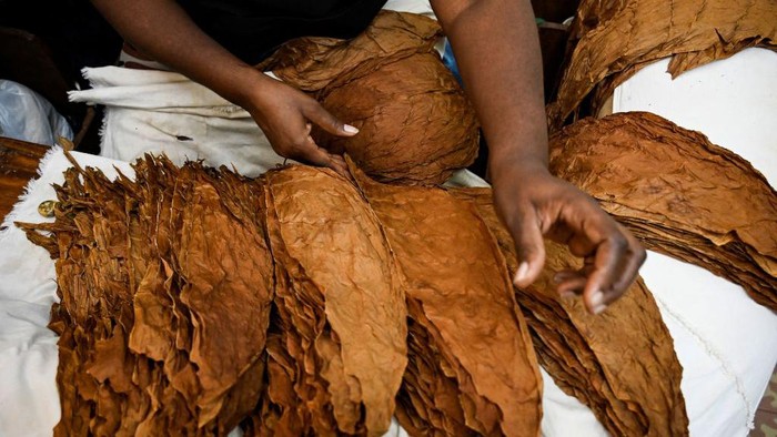 A worker rolls a cigar at the Cohiba factory in Havana, on September 8, 2022. - Cohiba cigars, the most exclusive and demanded of Cuban cigars, celebrate from today until Friday their 55th anniversary as icons of Cuba's tobacco industry and the most emblematic brand worldwide of the Habanos S.A. Corporation. (Photo by YAMIL LAGE / AFP) (Photo by YAMIL LAGE/AFP via Getty Images)