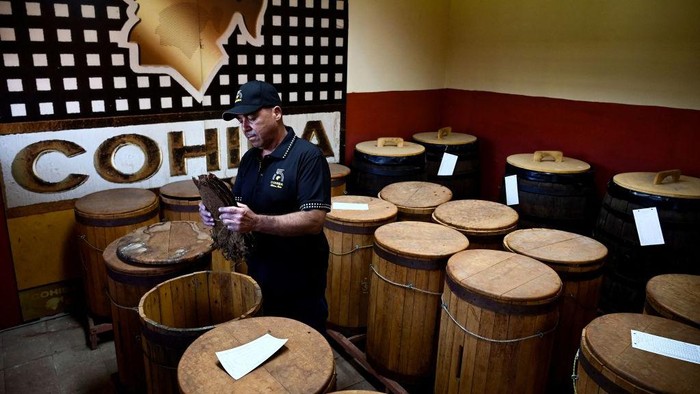 Mengintip Pembuatan Cerutu Paling Terkenal di Kuba A worker rolls a cigar at the Cohiba factory in Havana, on September 8, 2022. - Cohiba cigars, the most exclusive and demanded of Cuban cigars, celebrate from today until Friday their 55th anniversary as icons of Cuba's tobacco industry and the most emblematic brand worldwide of the Habanos S.A. Corporation. (Photo by YAMIL LAGE / AFP) (Photo by YAMIL LAGE/AFP via Getty Images)