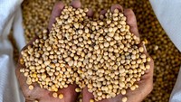 Penampakan biji kedelai yang akan diolah jadi tahu. harga kacang kedelai naik dari Rp 11.800 per kilogram menjadi Rp 13.000 per kilogram dampak dari kenaikan BBM. 