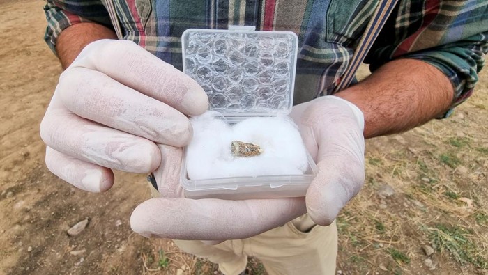 Giorgi Bidzinashvili, an archaeologist and the dig team's scientific leader, demonstrates a tooth belonging to an early species of human, which was recovered from rock layers presumably dated to 1.8 million years old, near an excavation site in Dmanisi outside the village of Orozmani, Georgia, September 8, 2022. The discovery of the tooth provides yet more evidence that the mountainous south Caucasus area was likely one of the first places early humans settled after migrating out of Africa, experts said. REUTERS/David Chkhikvishvili