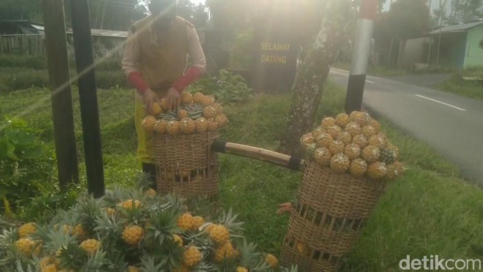 Perkebunan nanas madu Pemalang, Kamis (15/9/2022).