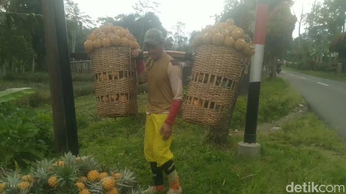 Perkebunan nanas madu Pemalang, Kamis (15/9/2022).