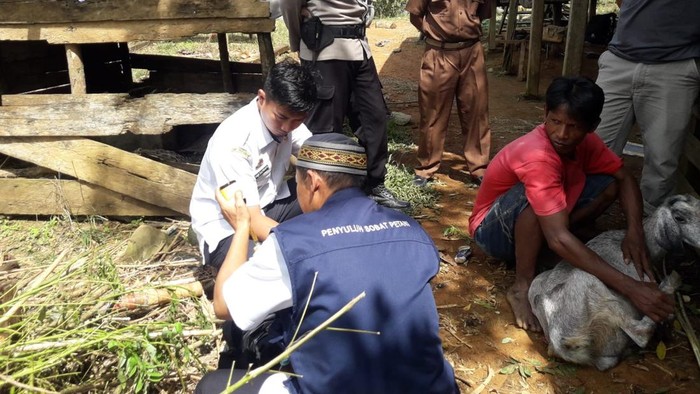 Petugas melakukan vaksinasi kambing di Sidrap.