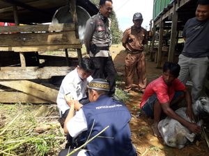29 Kambing Mati Mendadak di Sidrap Usai Terjangkit Cacar Mulut