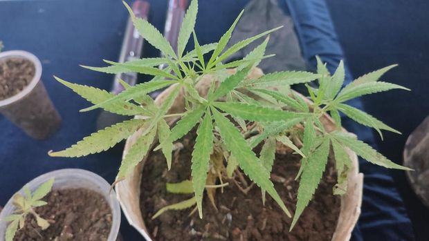 Pria di Bogor ditangkap karena menanam 22 pot ganja
