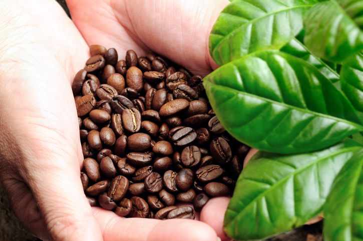 Selain Kafein, Senyawa pada Kopi Ini Juga Baik untuk Kesehatan
