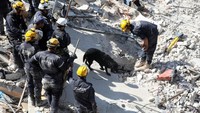 Tim penyelamat mencari korban bersama seekor anjing di lokasi reruntuhan bangunan di Amman, Yordania. Sebuah bangunan tempat tinggal yang terdiri dari empat lantai ambruk. (Alaa Al Sukhni/Reuters)