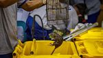Tikus Ramai-ramai Ditangkap di Filipina, Ternyata Bisa Jadi Duit