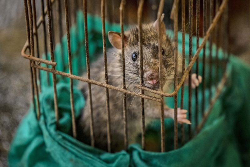 MARIKINA, PHILIPPINES - SEPTEMBER 15: Residents receive cash and free medicine for turning over rats at the City Environmental Management Office (CEMO) on September 15, 2022 in Marikina, Metro Manila, Philippines. The local government of Marikina City, a suburb east of Manila, is offering money to residents in exchange for catching rodents as part of a 
