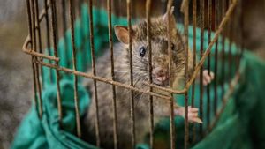 Marak Kasus Leptospirosis, RI Waspadai Penyakit Baru Zoonosis!