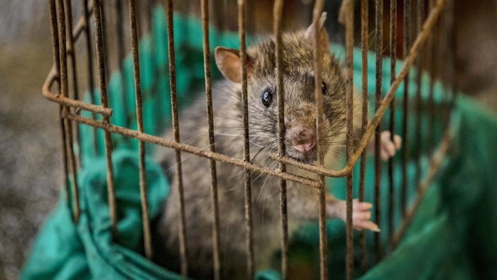 Warga Filipina Ramai-ramai Tangkap Tikus, Ternyata Bisa Jadi Duit MARIKINA, PHILIPPINES - SEPTEMBER 15: Residents receive cash and free medicine for turning over rats at the City Environmental Management Office (CEMO) on September 15, 2022 in Marikina, Metro Manila, Philippines. The local government of Marikina City, a suburb east of Manila, is offering money to residents in exchange for catching rodents as part of a
