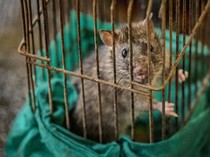 5 Warga Jogja Meninggal akibat Leptospirosis hingga Juni 2025