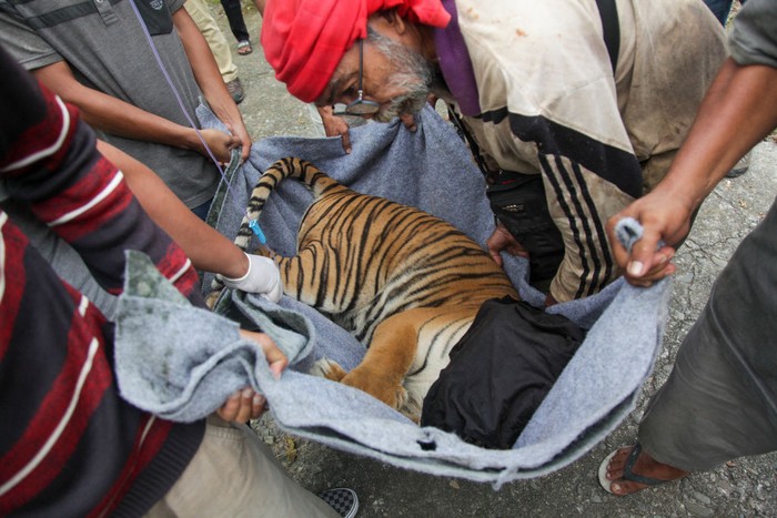 People carry a three-year-old female Sumatran tiger as they move her from a zoo to Barumun Nagari Sanctuary for further observation, in Medan on September 15, 2022. - The tiger in August was captured by people after it had entered a farm in Langkat, North Sumatra. (Photo by ARIANDI / AFP) (Photo by ARIANDI/AFP via Getty Images)