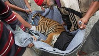 Setidaknya 6 orang mengangkat harimau yang diletakkan di atas karpet. Hewan langka itu akan dilepas ke suaka margasatwa Barumun Nagari untuk diobservasi. 