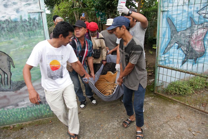 1243253232 People carry a three-year-old female Sumatran tiger as they move her from a zoo to Barumun Nagari Sanctuary for further observation, in Medan on September 15, 2022. - The tiger in August was captured by people after it had entered a farm in Langkat, North Sumatra. (Photo by ARIANDI / AFP) (Photo by ARIANDI/AFP via Getty Images)