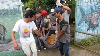 Harimau Sumatra yang berumur 3 tahun digotong beramai-ramai ke luar kebun binatang di Medan, Kamis (15/9/2022).