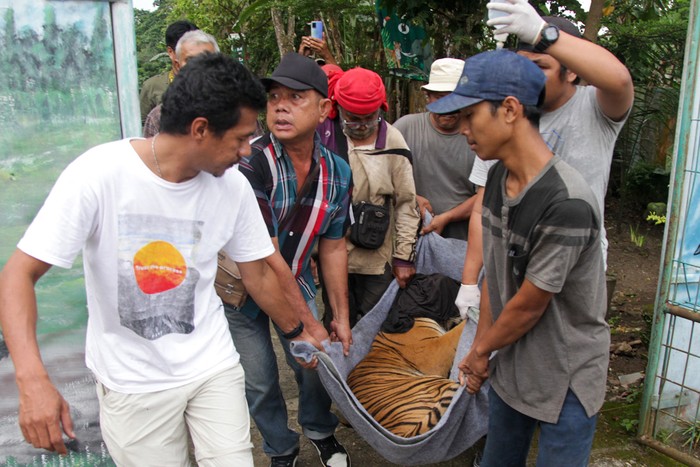 People carry a three-year-old female Sumatran tiger as they move her from a zoo to Barumun Nagari Sanctuary for further observation, in Medan on September 15, 2022. - The tiger in August was captured by people after it had entered a farm in Langkat, North Sumatra. (Photo by ARIANDI / AFP) (Photo by ARIANDI/AFP via Getty Images)