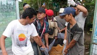 Harimau betina ini ditangkap warga yang memasuki kawasan pertanian di Langkat, Sumut, Agustus lalu. 