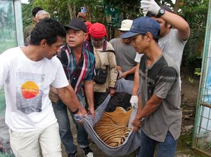 Ramai-ramai Menggotong Harimau Sumatra, Ada Apa?