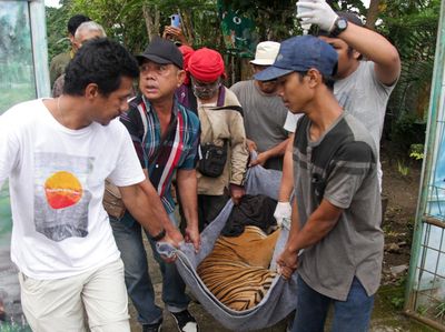 Ramai-ramai Menggotong Harimau Sumatra, Ada Apa?