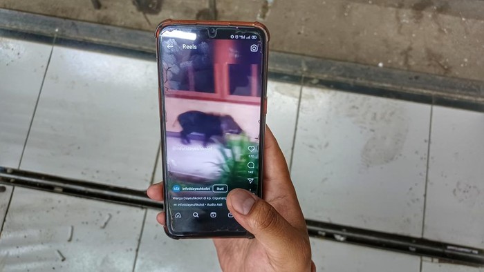 Babi hutan berkeliaran di pemukiman warga di Bandung.