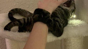 Diikat kucing. Foto: Reddit