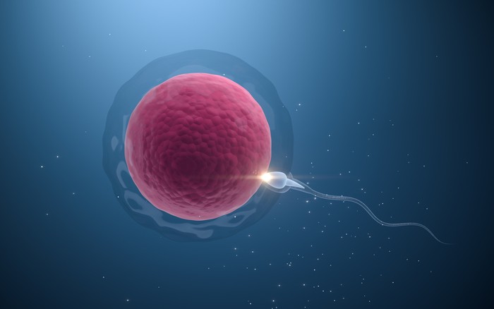 Ilustrasi sel telur dan sperma