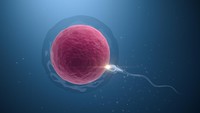 Bukan Cuma Sperma, Taipan China Juga Lelang 6 Ribu Sel Telur Wanita Tak Divaksin